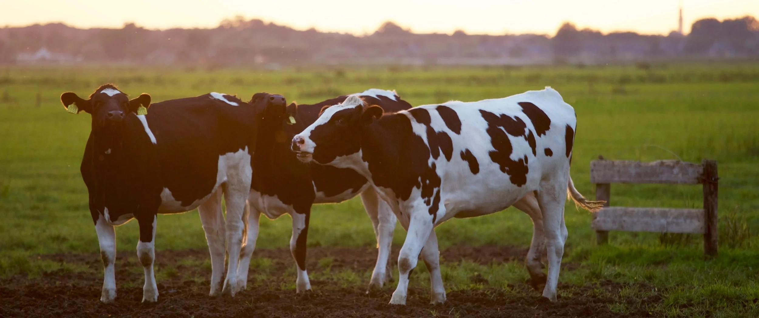 Blackwood Creek Ranch landscape