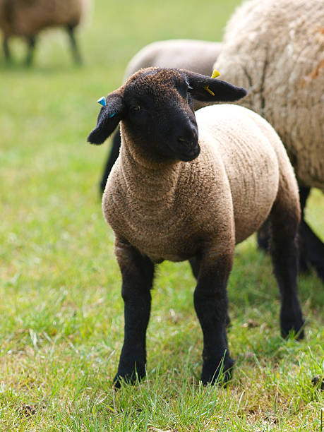 Heritage sheep